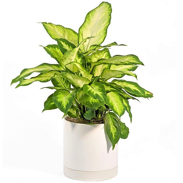 Dieffenbachia, Camilla ,Camellia ,Dumb Cane Plant - www.Greenie.ae Buy online Best and Healthy Plants and quality products guarantee in Dubai Plants Shop in Dubai Abu Dhabi all over UAE Plants near me Fresh Plants in Dubai where to buy plants in UAE - Greenie.ae
