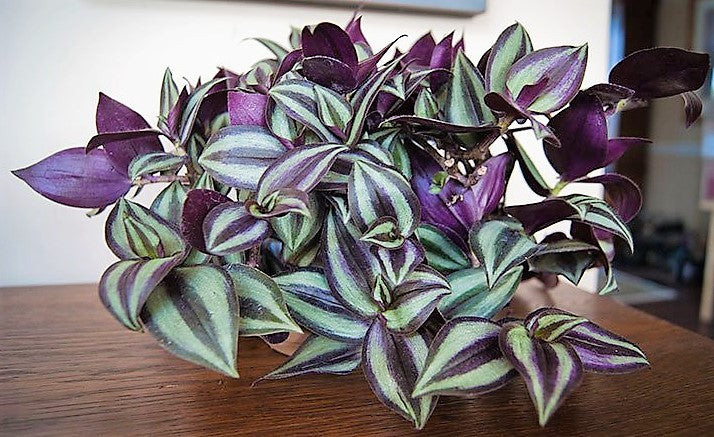 Tradescantia zebrina , Wandering Jew - www.Greenie.ae Buy online Best and Healthy Plants and quality products guarantee in Dubai Plants Shop in Dubai Abu Dhabi all over UAE Plants near me Fresh Plants in Dubai where to buy plants in UAE - Greenie.ae