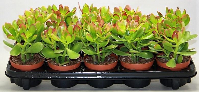 Crassula ovata Mini, Dollar Plant, Jade Plant - www.Greenie.ae Buy online Best and Healthy Plants and quality products guarantee in Dubai Plants Shop in Dubai Abu Dhabi all over UAE Plants near me Fresh Plants in Dubai where to buy plants in UAE - Greenie.ae