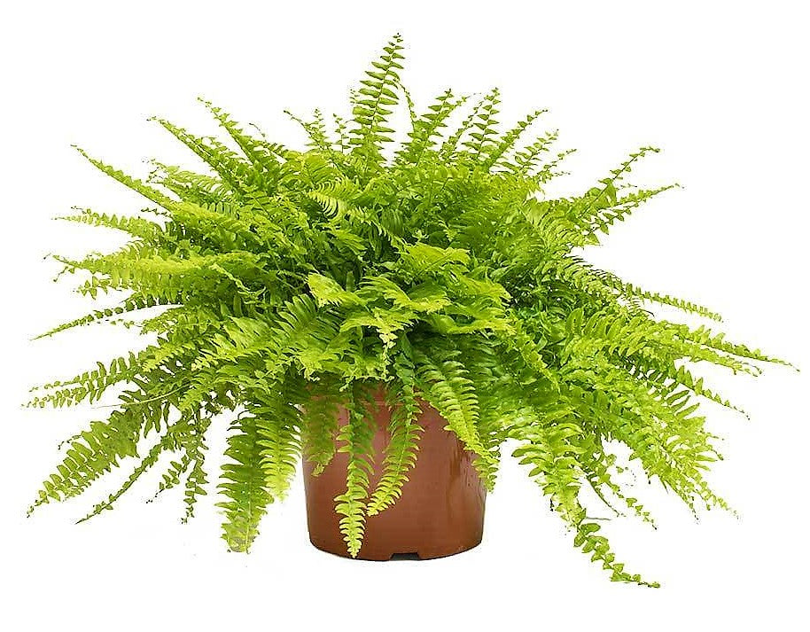 Nephrolepis exaltata, Green Lady, Boston Fern or Sword Fern - www.Greenie.ae Buy online Best and Healthy Plants and quality products guarantee in Dubai Plants Shop in Dubai Abu Dhabi all over UAE Plants near me Fresh Plants in Dubai where to buy plants in UAE - Greenie.ae