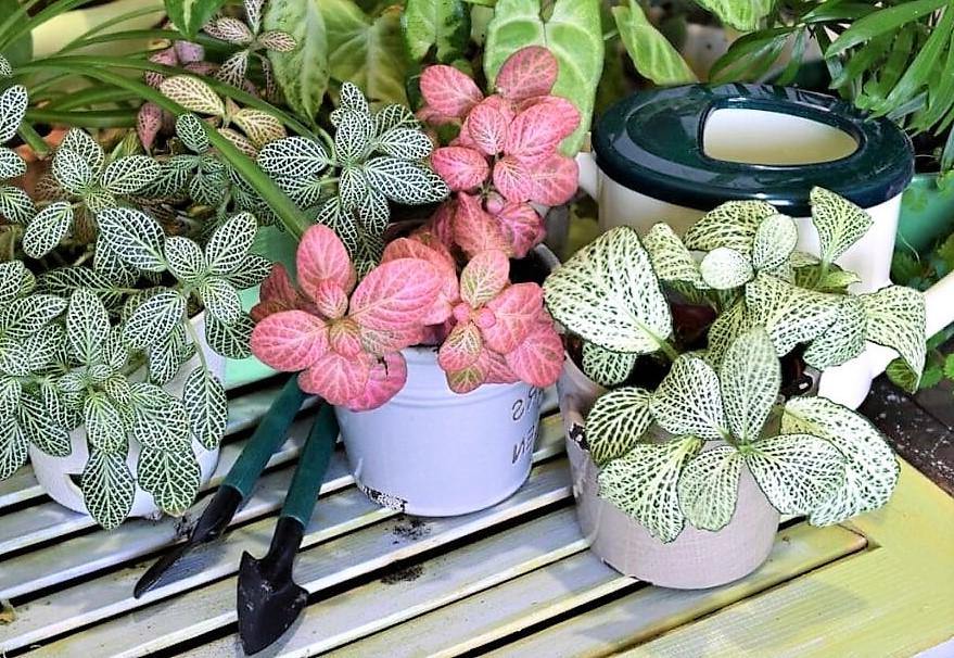 Fittonia , Nerve , Mosaic , Net Plant - www.Greenie.ae Buy online Best and Healthy Plants and quality products guarantee in Dubai Plants Shop in Dubai Abu Dhabi all over UAE Plants near me Fresh Plants in Dubai where to buy plants in UAE - Greenie.ae
