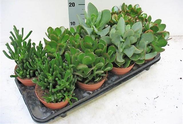 Crassula Mix - www.Greenie.ae Buy online Best and Healthy Plants and quality products guarantee in Dubai Plants Shop in Dubai Abu Dhabi all over UAE Plants near me Fresh Plants in Dubai where to buy plants in UAE - Greenie.ae