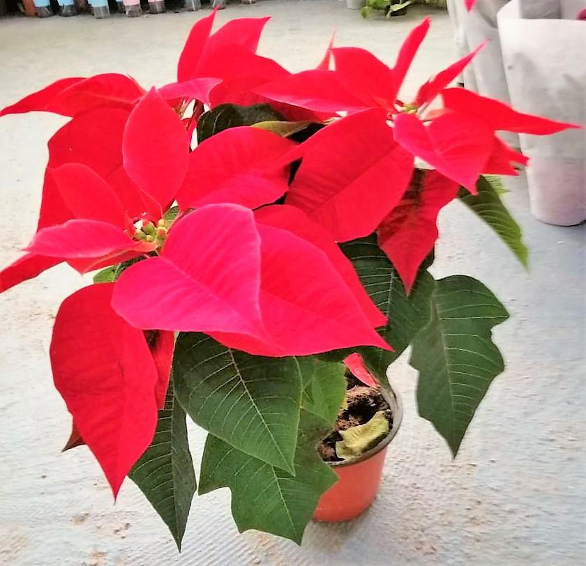 Euphorbia Pulcherrima (Titan Red), Poinsettia - www.Greenie.ae Buy online Best and Healthy Plants and quality products guarantee in Dubai Plants Shop in Dubai Abu Dhabi all over UAE Plants near me Fresh Plants in Dubai where to buy plants in UAE - Greenie.ae
