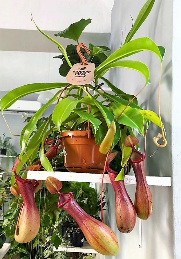 Monkey Jar , Nepenthes big - www.Greenie.ae Buy online Best and Healthy Plants and quality products guarantee in Dubai Plants Shop in Dubai Abu Dhabi all over UAE Plants near me Fresh Plants in Dubai where to buy plants in UAE - Greenie.ae