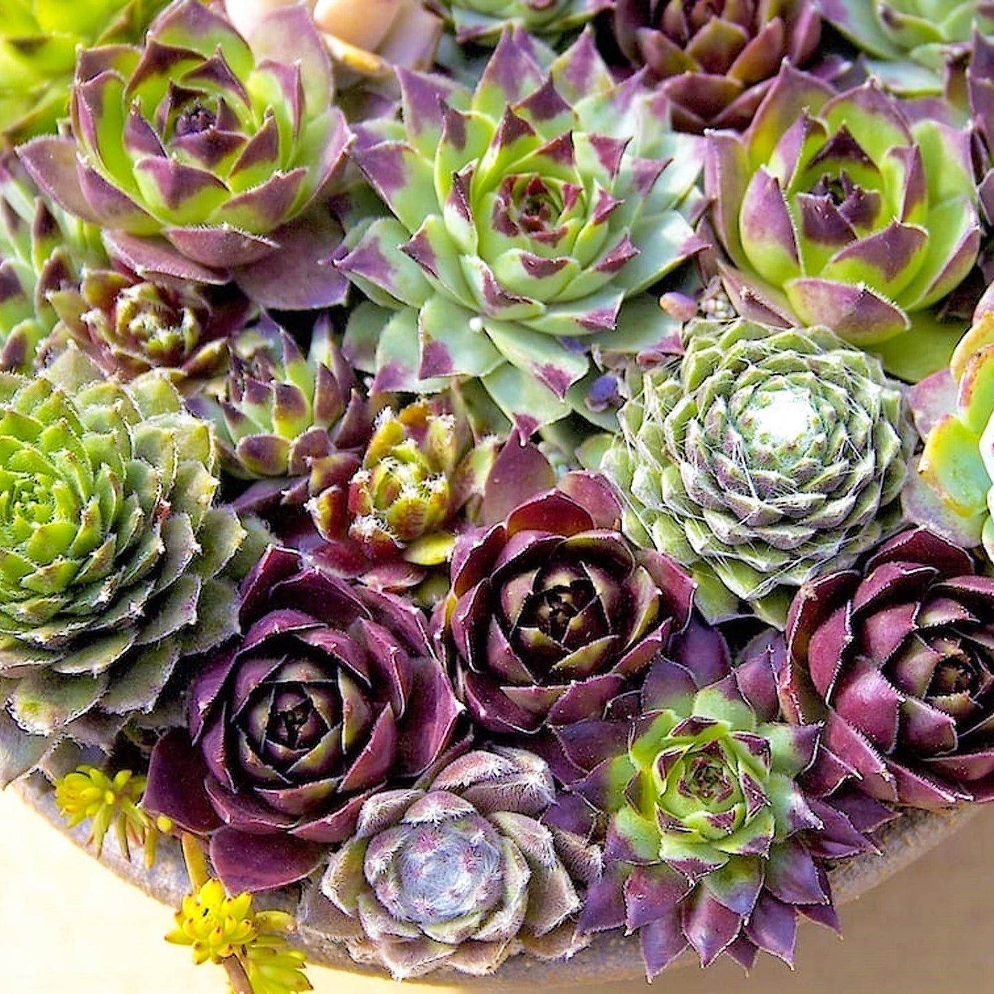 Hens & Chicks, Sempervivum, Houseleeks Mixed - www.Greenie.ae Buy online Best and Healthy Plants and quality products guarantee in Dubai Plants Shop in Dubai Abu Dhabi all over UAE Plants near me Fresh Plants in Dubai where to buy plants in UAE - Greenie.ae
