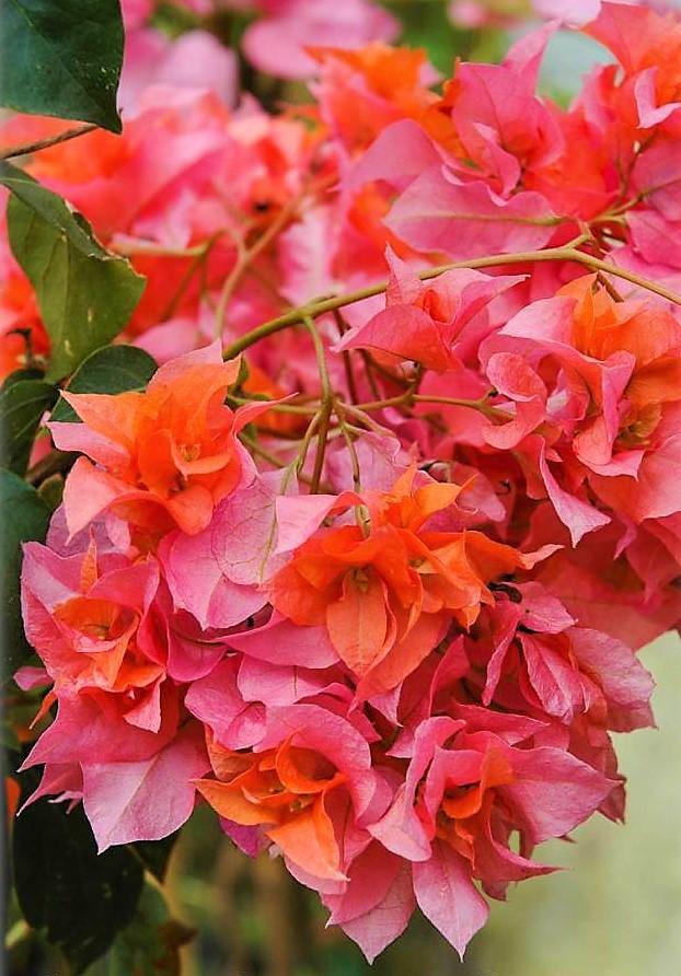 Bougainvillea Spectabilis Orange - www.Greenie.ae Buy online Best and Healthy Plants and quality products guarantee in Dubai Plants Shop in Dubai Abu Dhabi all over UAE Plants near me Fresh Plants in Dubai where to buy plants in UAE - Greenie.ae