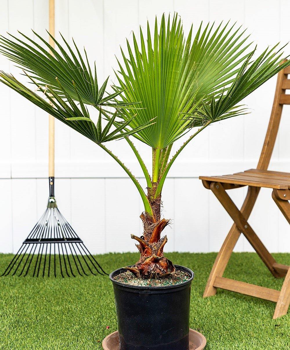 Mexican Fan Palm, Washingtonia Robusta - www.Greenie.ae Buy online Best and Healthy Plants and quality products guarantee in Dubai Plants Shop in Dubai Abu Dhabi all over UAE Plants near me Fresh Plants in Dubai where to buy plants in UAE - Greenie.ae