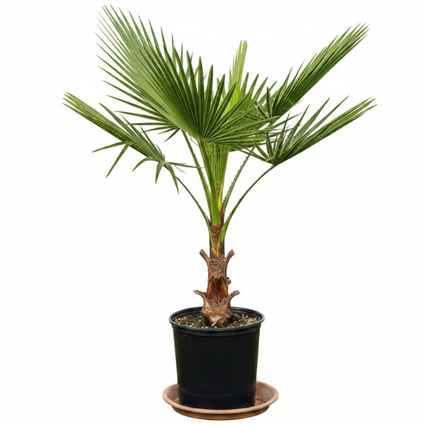 Mexican Fan Palm, Washingtonia Robusta - www.Greenie.ae Buy online Best and Healthy Plants and quality products guarantee in Dubai Plants Shop in Dubai Abu Dhabi all over UAE Plants near me Fresh Plants in Dubai where to buy plants in UAE - Greenie.ae
