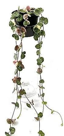 String of Hearts, Ceropegia Woodii, Variegated - www.Greenie.ae Buy online Best and Healthy Plants and quality products guarantee in Dubai Plants Shop in Dubai Abu Dhabi all over UAE Plants near me Fresh Plants in Dubai where to buy plants in UAE - Greenie.ae