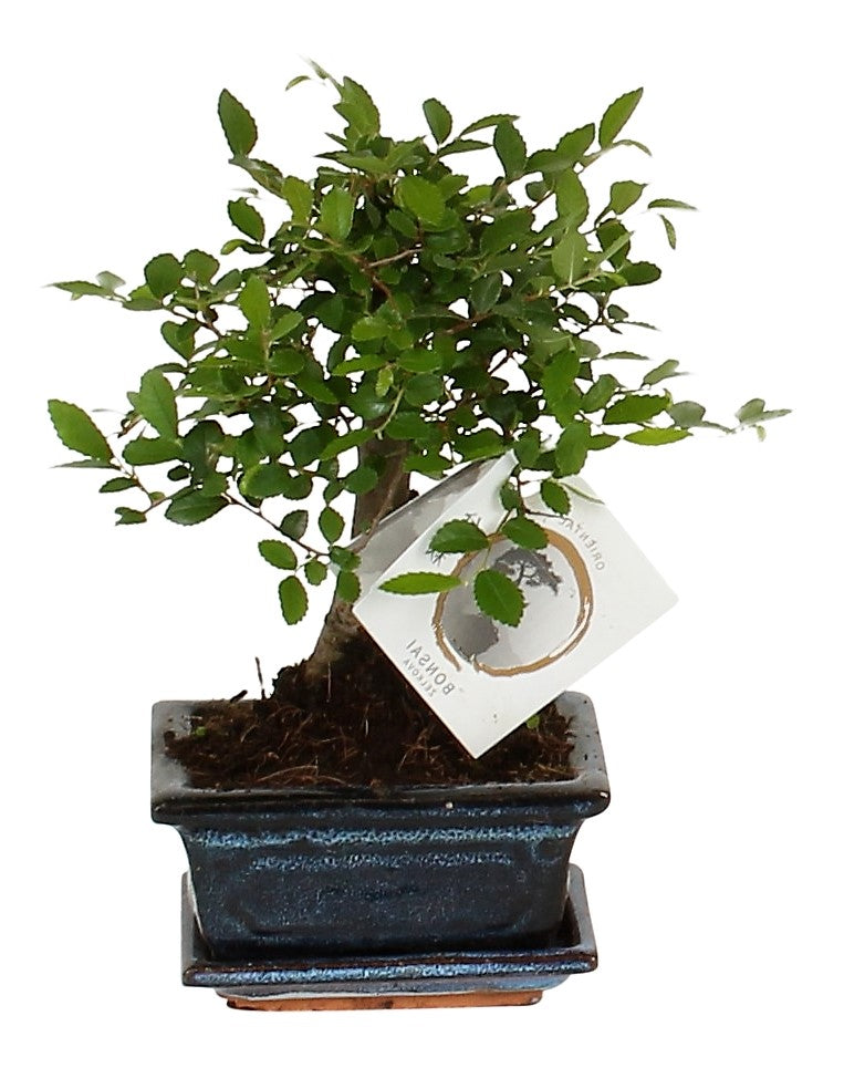 Mini Bonsai Mixed - www.Greenie.ae Buy online Best and Healthy Plants and quality products guarantee in Dubai Plants Shop in Dubai Abu Dhabi all over UAE Plants near me Fresh Plants in Dubai where to buy plants in UAE - Greenie.ae