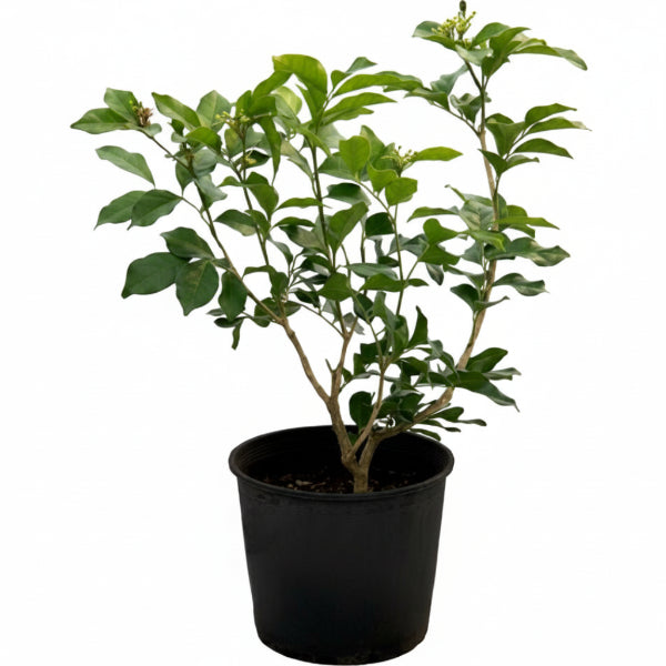 Clerodendrum inerme, Wild Jasmine - www.Greenie.ae Buy online Best and Healthy Plants and quality products guarantee in Dubai Plants Shop in Dubai Abu Dhabi all over UAE Plants near me Fresh Plants in Dubai where to buy plants in UAE - Greenie.ae