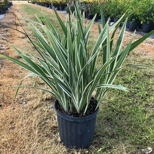 Dianella Tasmanica, Variegata, Tasman Flax-lily - www.Greenie.ae Buy online Best and Healthy Plants and quality products guarantee in Dubai Plants Shop in Dubai Abu Dhabi all over UAE Plants near me Fresh Plants in Dubai where to buy plants in UAE - Greenie.ae