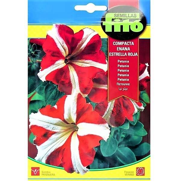 Dwarf Compact Red Star Seeds - www.Greenie.ae Buy online Best and Healthy Plants and quality products guarantee in Dubai Plants Shop in Dubai Abu Dhabi all over UAE Plants near me Fresh Plants in Dubai where to buy plants in UAE - Greenie.ae