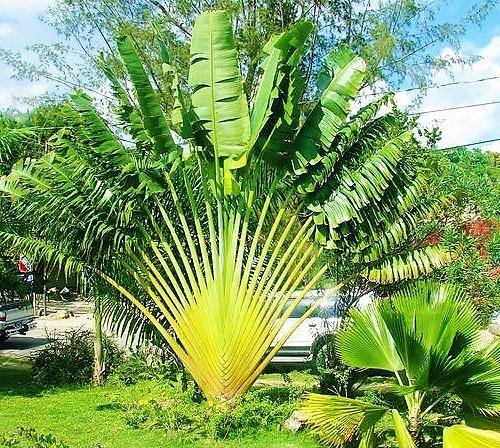 Ravenala Madagascariensis, Traveller’s Palm - www.Greenie.ae Buy online Best and Healthy Plants and quality products guarantee in Dubai Plants Shop in Dubai Abu Dhabi all over UAE Plants near me Fresh Plants in Dubai where to buy plants in UAE - Greenie.ae