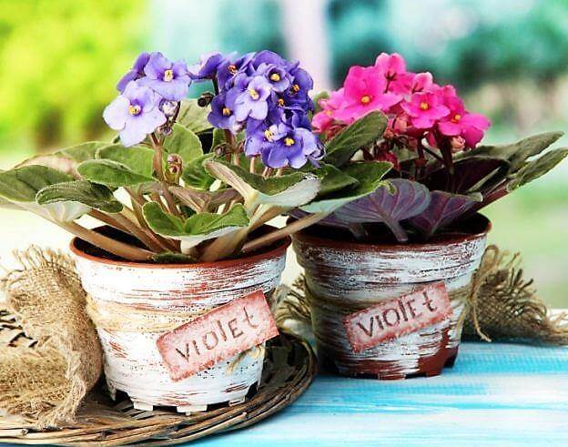 African Violets, Saintpaulia - www.Greenie.ae Buy online Best and Healthy Plants and quality products guarantee in Dubai Plants Shop in Dubai Abu Dhabi all over UAE Plants near me Fresh Plants in Dubai where to buy plants in UAE - Greenie.ae