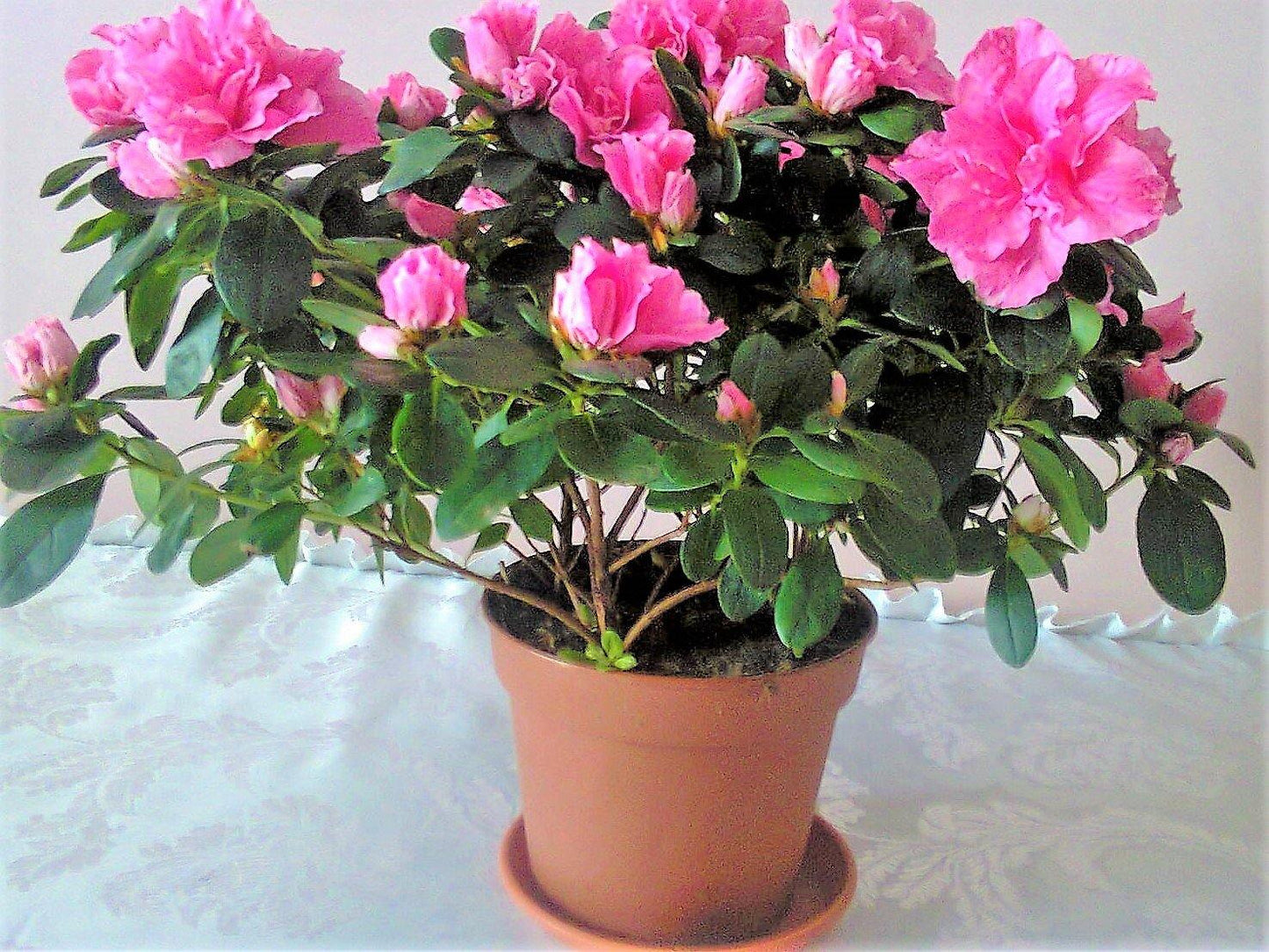 Azaleas, Rhododendron Simsii - www.Greenie.ae Buy online Best and Healthy Plants and quality products guarantee in Dubai Plants Shop in Dubai Abu Dhabi all over UAE Plants near me Fresh Plants in Dubai where to buy plants in UAE - Greenie.ae