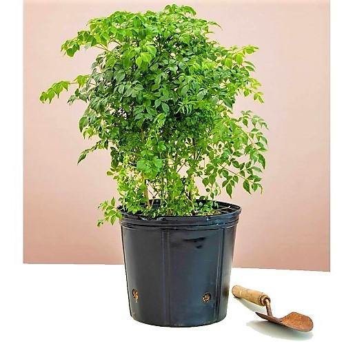 China Doll Plant - www.Greenie.ae Buy online Best and Healthy Plants and quality products guarantee in Dubai Plants Shop in Dubai Abu Dhabi all over UAE Plants near me Fresh Plants in Dubai where to buy plants in UAE - Greenie.ae