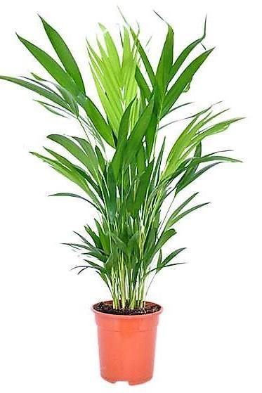 Areca Small, Butterfly Palm , Cane Palm - www.Greenie.ae Buy online Best and Healthy Plants and quality products guarantee in Dubai Plants Shop in Dubai Abu Dhabi all over UAE Plants near me Fresh Plants in Dubai where to buy plants in UAE - Greenie.ae