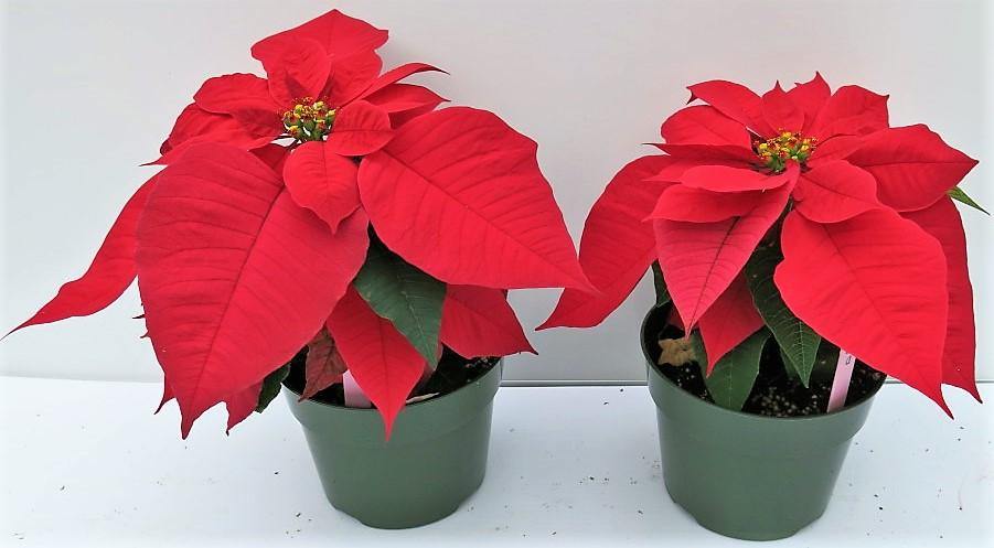 Euphorbia Pulcherrima (Titan Red), Poinsettia - www.Greenie.ae Buy online Best and Healthy Plants and quality products guarantee in Dubai Plants Shop in Dubai Abu Dhabi all over UAE Plants near me Fresh Plants in Dubai where to buy plants in UAE - Greenie.ae