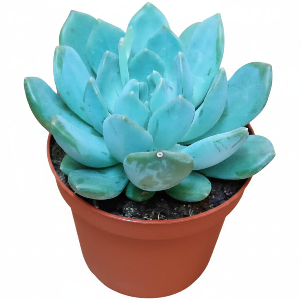 Echeveria succulent - www.Greenie.ae Buy online Best and Healthy Plants and quality products guarantee in Dubai Plants Shop in Dubai Abu Dhabi all over UAE Plants near me Fresh Plants in Dubai where to buy plants in UAE - Greenie.ae