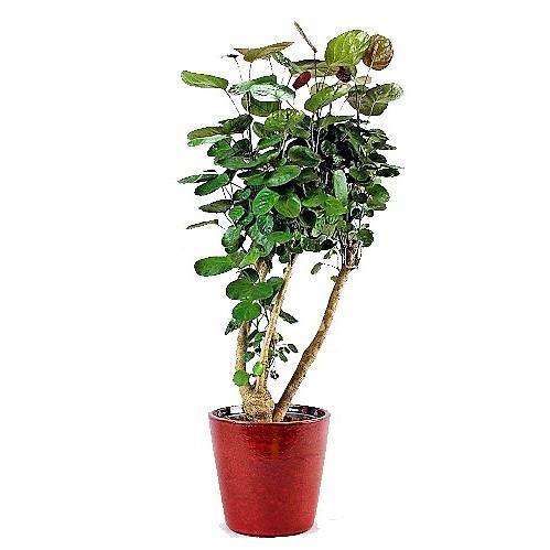 Aralia Fabian, Polyscias Fabian - www.Greenie.ae Buy online Best and Healthy Plants and quality products guarantee in Dubai Plants Shop in Dubai Abu Dhabi all over UAE Plants near me Fresh Plants in Dubai where to buy plants in UAE - Greenie.ae