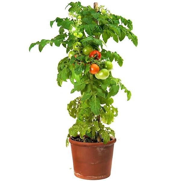 Tomato Plant - www.Greenie.ae Buy online Best and Healthy Plants and quality products guarantee in Dubai Plants Shop in Dubai Abu Dhabi all over UAE Plants near me Fresh Plants in Dubai where to buy plants in UAE - Greenie.ae