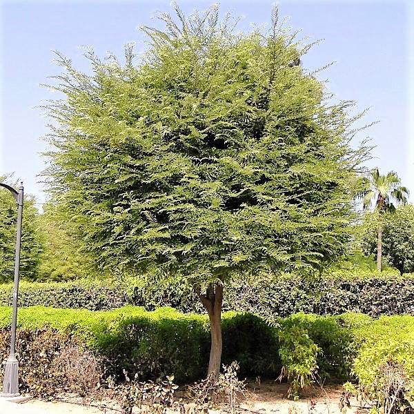 Tamarind Tree, Tamarindus Indica - www.Greenie.ae Buy online Best and Healthy Plants and quality products guarantee in Dubai Plants Shop in Dubai Abu Dhabi all over UAE Plants near me Fresh Plants in Dubai where to buy plants in UAE - Greenie.ae