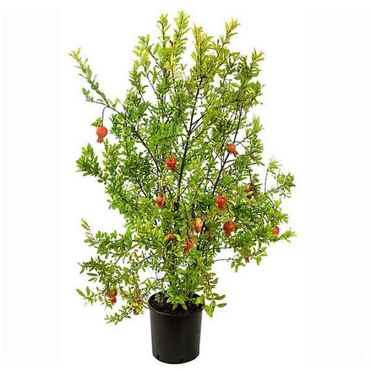 Pomegranate Tree, Punica Granatum - www.Greenie.ae Buy online Best and Healthy Plants and quality products guarantee in Dubai Plants Shop in Dubai Abu Dhabi all over UAE Plants near me Fresh Plants in Dubai where to buy plants in UAE - Greenie.ae