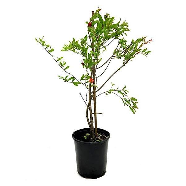 Pomegranate Tree, Punica Granatum - www.Greenie.ae Buy online Best and Healthy Plants and quality products guarantee in Dubai Plants Shop in Dubai Abu Dhabi all over UAE Plants near me Fresh Plants in Dubai where to buy plants in UAE - Greenie.ae