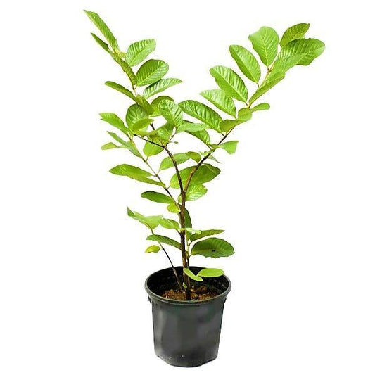 Guava Tree, Psidium Guajava - www.Greenie.ae Buy online Best and Healthy Plants and quality products guarantee in Dubai Plants Shop in Dubai Abu Dhabi all over UAE Plants near me Fresh Plants in Dubai where to buy plants in UAE - Greenie.ae