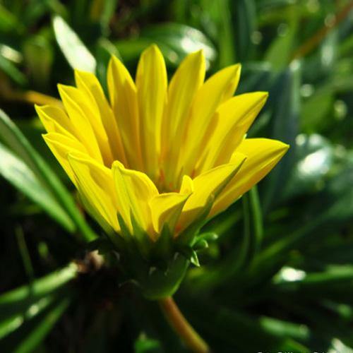 Gazania Uniflora, Treasure Flower (small) - www.Greenie.ae Buy online Best and Healthy Plants and quality products guarantee in Dubai Plants Shop in Dubai Abu Dhabi all over UAE Plants near me Fresh Plants in Dubai where to buy plants in UAE - Greenie.ae