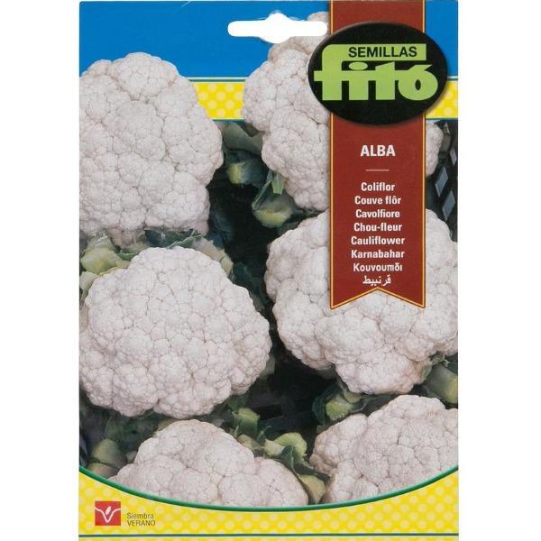 Coliflor Alba Cauliflower Seeds - www.Greenie.ae Buy online Best and Healthy Plants and quality products guarantee in Dubai Plants Shop in Dubai Abu Dhabi all over UAE Plants near me Fresh Plants in Dubai where to buy plants in UAE - Greenie.ae