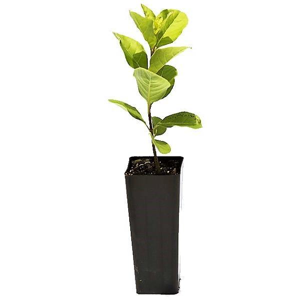Vitex Rotundifolia, Beach Vitex - www.Greenie.ae Buy online Best and Healthy Plants and quality products guarantee in Dubai Plants Shop in Dubai Abu Dhabi all over UAE Plants near me Fresh Plants in Dubai where to buy plants in UAE - Greenie.ae