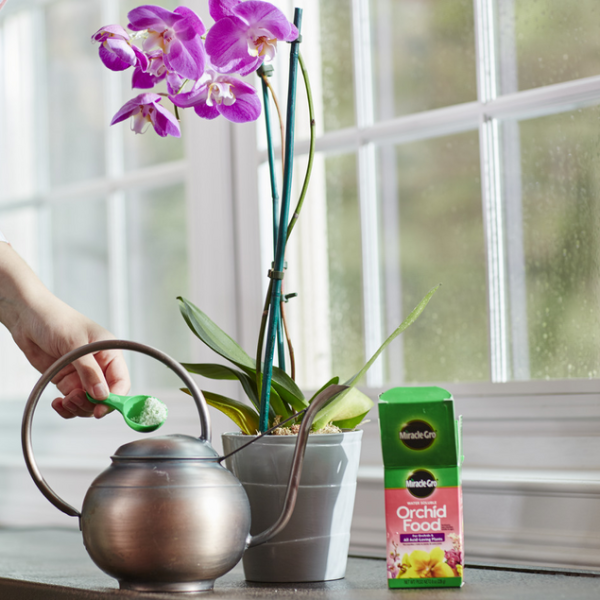 Miracle-Gro Orchid Food - www.Greenie.ae Buy online Best and Healthy Plants and quality products guarantee in Dubai Plants Shop in Dubai Abu Dhabi all over UAE Plants near me Fresh Plants in Dubai where to buy plants in UAE - Greenie.ae