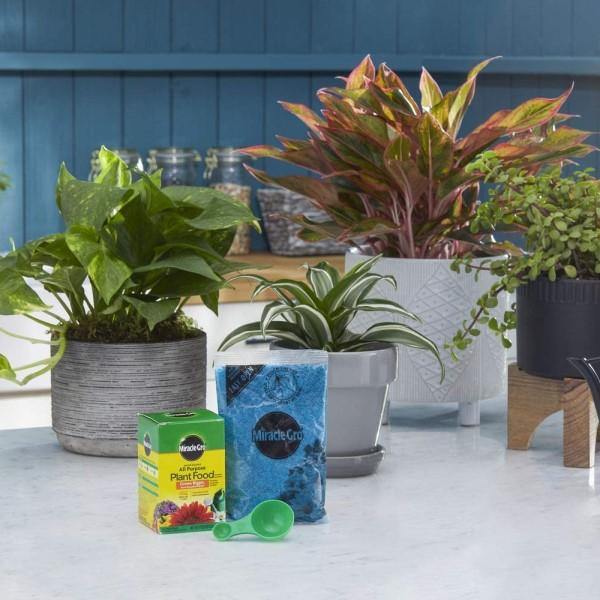 Miracle-Gro Water Soluble All Purpose Plant Food - www.Greenie.ae Buy online Best and Healthy Plants and quality products guarantee in Dubai Plants Shop in Dubai Abu Dhabi all over UAE Plants near me Fresh Plants in Dubai where to buy plants in UAE - Greenie.ae