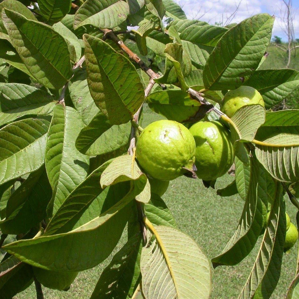 Guava Tree, Psidium Guajava - www.Greenie.ae Buy online Best and Healthy Plants and quality products guarantee in Dubai Plants Shop in Dubai Abu Dhabi all over UAE Plants near me Fresh Plants in Dubai where to buy plants in UAE - Greenie.ae