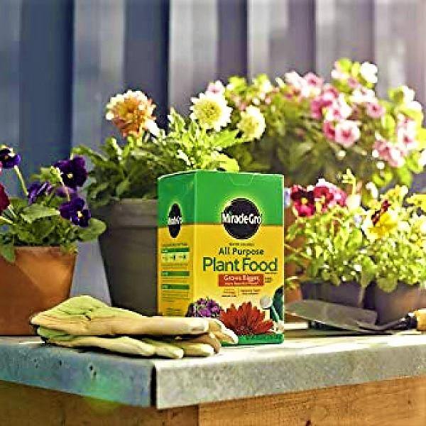 Miracle-Gro Water Soluble All Purpose Plant Food - www.Greenie.ae Buy online Best and Healthy Plants and quality products guarantee in Dubai Plants Shop in Dubai Abu Dhabi all over UAE Plants near me Fresh Plants in Dubai where to buy plants in UAE - Greenie.ae