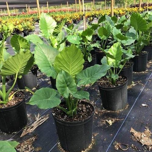 Alocasia California - www.Greenie.ae Buy online Best and Healthy Plants and quality products guarantee in Dubai Plants Shop in Dubai Abu Dhabi all over UAE Plants near me Fresh Plants in Dubai where to buy plants in UAE - Greenie.ae