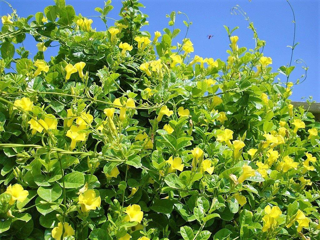 Yellow Bell Climber, Mandevilla Splendens - www.Greenie.ae Buy online Best and Healthy Plants and quality products guarantee in Dubai Plants Shop in Dubai Abu Dhabi all over UAE Plants near me Fresh Plants in Dubai where to buy plants in UAE - Greenie.ae