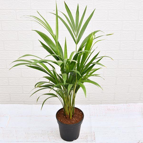 Areca Small, Butterfly Palm , Cane Palm - www.Greenie.ae Buy online Best and Healthy Plants and quality products guarantee in Dubai Plants Shop in Dubai Abu Dhabi all over UAE Plants near me Fresh Plants in Dubai where to buy plants in UAE - Greenie.ae