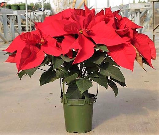 Euphorbia Pulcherrima (Titan Red), Poinsettia - www.Greenie.ae Buy online Best and Healthy Plants and quality products guarantee in Dubai Plants Shop in Dubai Abu Dhabi all over UAE Plants near me Fresh Plants in Dubai where to buy plants in UAE - Greenie.ae