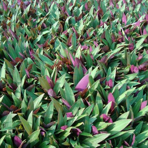 Rhoeo Discolor, Moses In The Cradle (small) - www.Greenie.ae Buy online Best and Healthy Plants and quality products guarantee in Dubai Plants Shop in Dubai Abu Dhabi all over UAE Plants near me Fresh Plants in Dubai where to buy plants in UAE - Greenie.ae