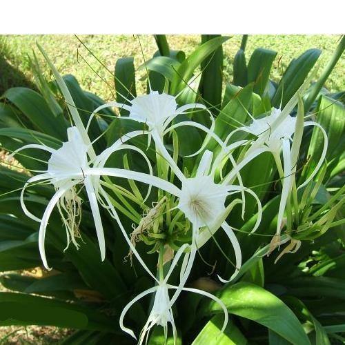 Spider Lily, Hymenocallis Littoralis, Lilly - www.Greenie.ae Buy online Best and Healthy Plants and quality products guarantee in Dubai Plants Shop in Dubai Abu Dhabi all over UAE Plants near me Fresh Plants in Dubai where to buy plants in UAE - Greenie.ae