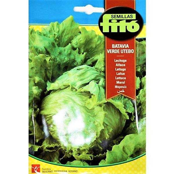 Lettuce Webbs Wonderful Seeds - www.Greenie.ae Buy online Best and Healthy Plants and quality products guarantee in Dubai Plants Shop in Dubai Abu Dhabi all over UAE Plants near me Fresh Plants in Dubai where to buy plants in UAE - Greenie.ae