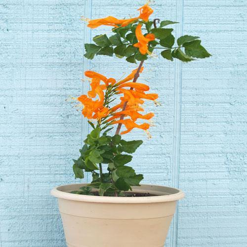 Tecomaria Capensis, Cape Honeysuckle, Red, Orange and Yellow - www.Greenie.ae Buy online Best and Healthy Plants and quality products guarantee in Dubai Plants Shop in Dubai Abu Dhabi all over UAE Plants near me Fresh Plants in Dubai where to buy plants in UAE - Greenie.ae