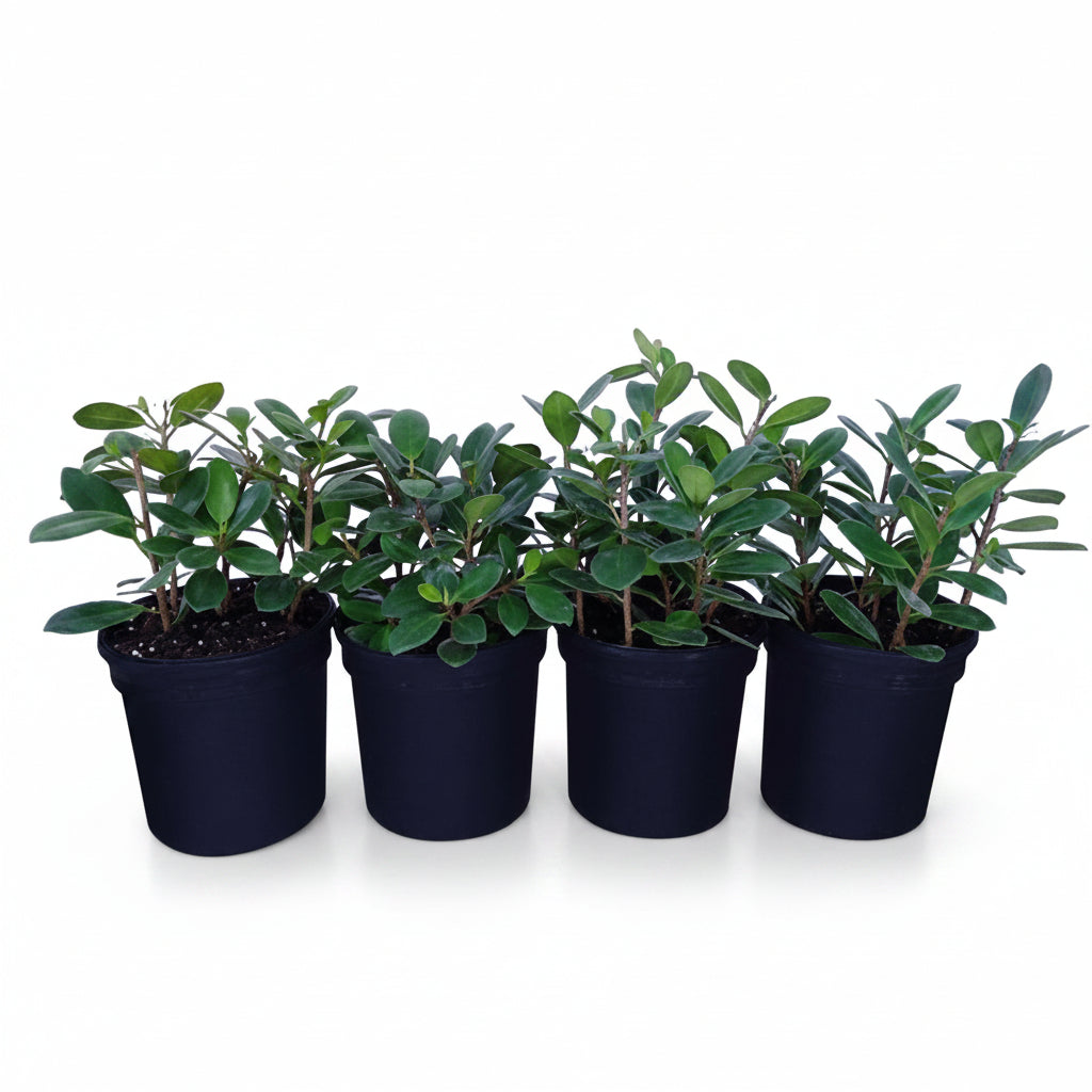 Ficus Hawaii, Green Island - www.Greenie.ae Buy online Best and Healthy Plants and quality products guarantee in Dubai Plants Shop in Dubai Abu Dhabi all over UAE Plants near me Fresh Plants in Dubai where to buy plants in UAE - Greenie.ae