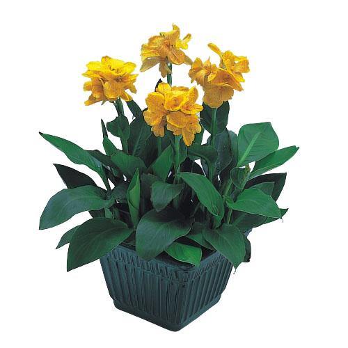 Canna indica, Canna Green - www.Greenie.ae Buy online Best and Healthy Plants and quality products guarantee in Dubai Plants Shop in Dubai Abu Dhabi all over UAE Plants near me Fresh Plants in Dubai where to buy plants in UAE - Greenie.ae