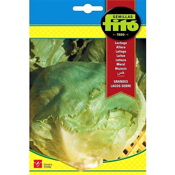 Lettuce Grandes Lagos Sebre Seeds - www.Greenie.ae Buy online Best and Healthy Plants and quality products guarantee in Dubai Plants Shop in Dubai Abu Dhabi all over UAE Plants near me Fresh Plants in Dubai where to buy plants in UAE - Greenie.ae