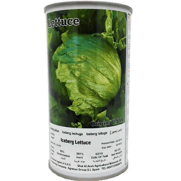 Iceberg Lettuce Seeds Tin - www.Greenie.ae Buy online Best and Healthy Plants and quality products guarantee in Dubai Plants Shop in Dubai Abu Dhabi all over UAE Plants near me Fresh Plants in Dubai where to buy plants in UAE - Greenie.ae