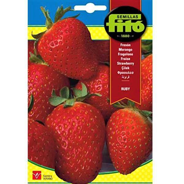 Ruby Strawberry Seeds Seeds - www.Greenie.ae Buy online Best and Healthy Plants and quality products guarantee in Dubai Plants Shop in Dubai Abu Dhabi all over UAE Plants near me Fresh Plants in Dubai where to buy plants in UAE - Greenie.ae